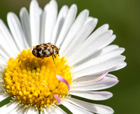 Carpet beetle - Anthrenus verbasci