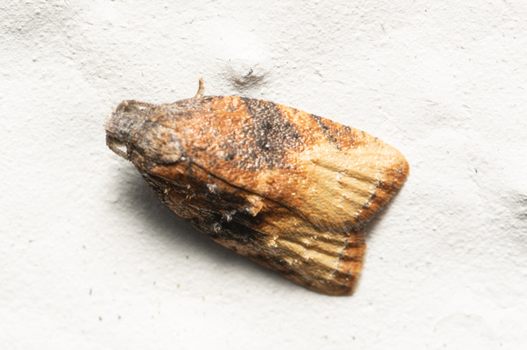 Omnivorous Leafroller Moth - Platynota stultana
