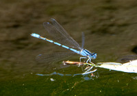 Familiar Bluet - Enallagma civile