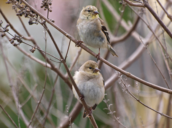 American Goldfinch - Carduelis tristis