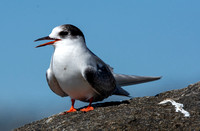 Arctic Tern - Sterna paradisaea