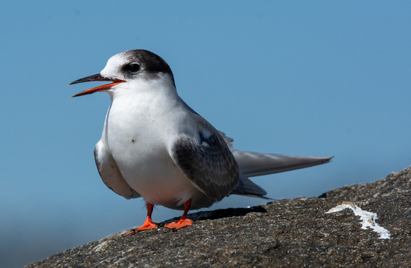 Arctic Tern - Sterna paradisaea