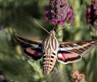 Moths - Lepidoptera