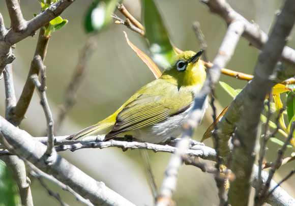 Swinhoe's White-Eye - Zosterops simplex