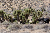 Joshua Trees