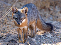 Santa Cruz Island Fox, an endangered species