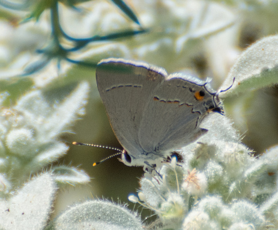 Gray hairstreak - Strymon melinus