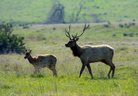 Tule Elk - Cervus canadensis ssp. nannodes