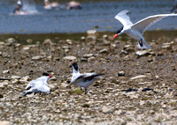 Caspian Tern - Hydroprogne caspia