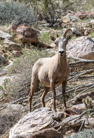 Desert bighorn sheep - Ovis canadensis nelsoni