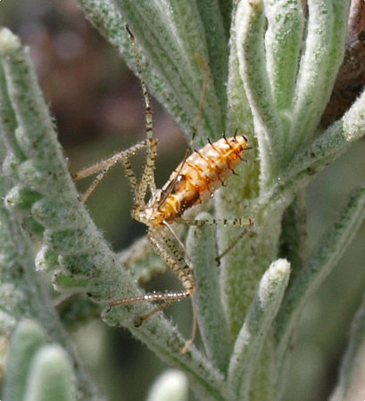 Assassin bug (nymph) - Zelus sp.