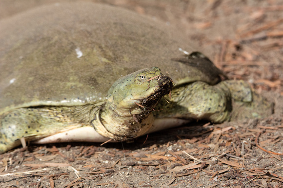 spiny softshell turtle - Apalone spinifera