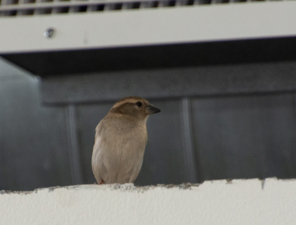 My first bird of the trip: House Sparrow - Passer domesticus