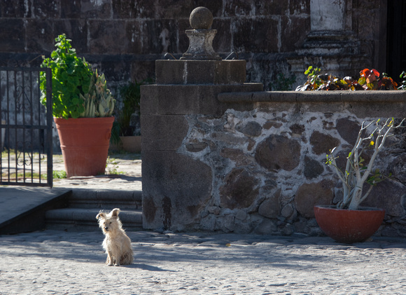 Perro guardian