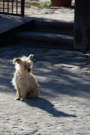 Perro guardian