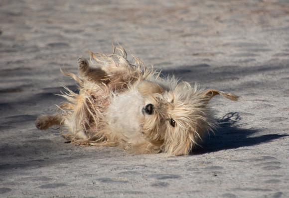 Perro guardian