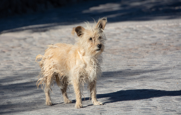 Perro guardian