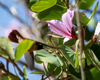 Xantus's Hummingbird - Basilinna xantusii