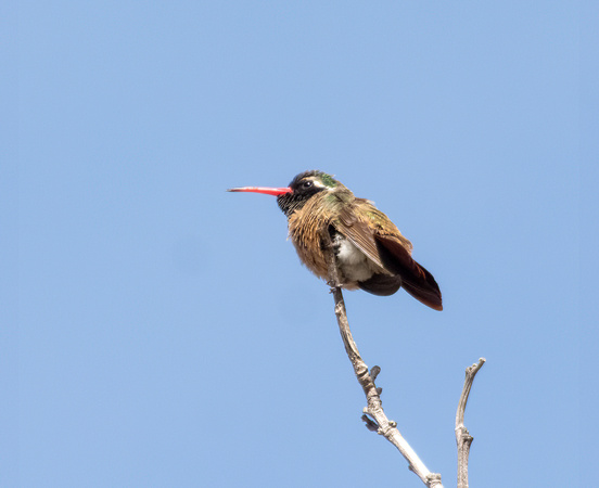 Xantus's Hummingbird - Basilinna xantusii