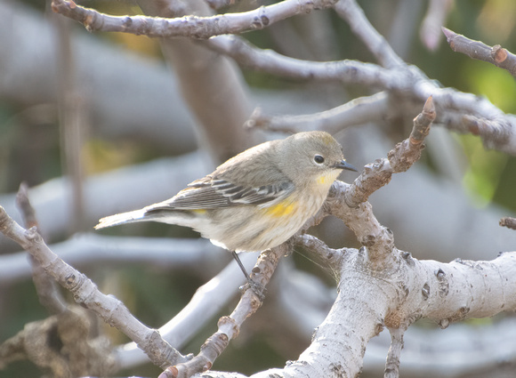 Yellow-rumped Warbler - Setophaga coronata