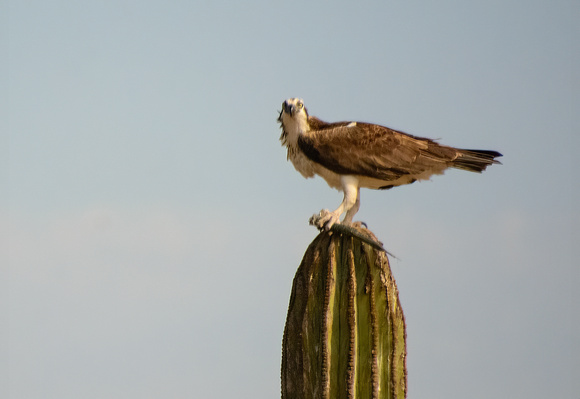 Osprey - Pandion haliaetus with fish