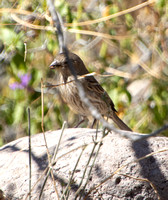 House Finch - Carpodacus mexicanus