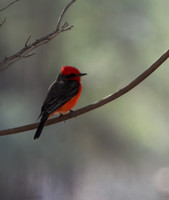 Vermilion Flycatcher - Pyrocephalus rubinus