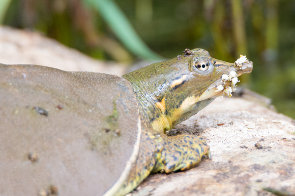 spiny softshell turtle - Apalone spinifera