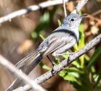 California Gnatcatcher - Polioptila californica