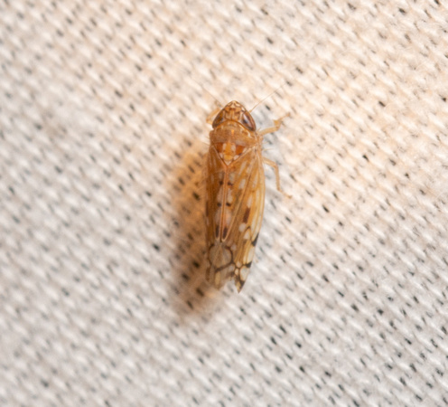 Leafhopper - Osbornellus sp.
