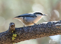 Pygmy Nuthatch - Sitta pygmaea