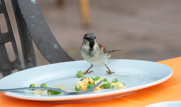 House Sparrow - Passer domesticus