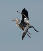 Great Blue Heron - Ardea herodias, Yellow-footed Gull - Larus livens