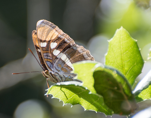 California sister - Adelpha californica