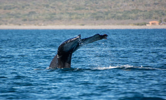 Humpback Whale - Megaptera novaeangliae