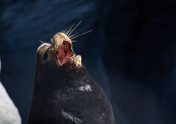 California sea lion - Zalophus californianus