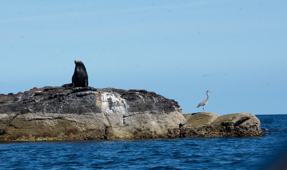 California sea lion - Zalophus californianus, Great Blue Heron - Ardea herodias