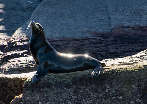 A Wet Sea Lion just out of the water