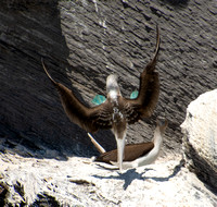 Blue-footed Booby - Sula nebouxii