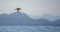 Brown Booby - Sula leucogaster