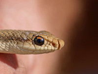 Desert Patch-nosed Snake - Salvadora hexalepis hexalepis