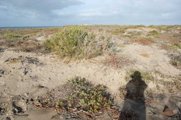 Sand and Dunes