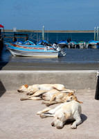 Perritos (dock dogs)