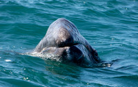 Gray Whales