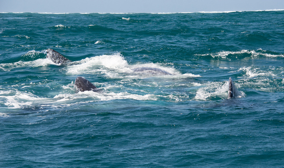 Canoodling Whales