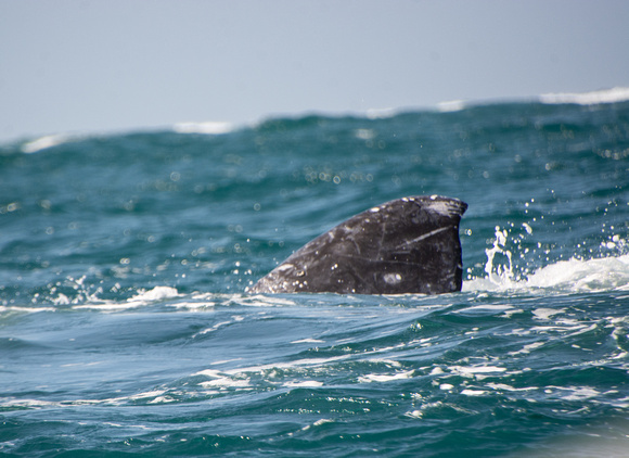 A fluke uses as a rudder