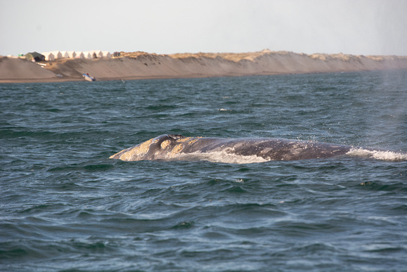 Mom laden with Barnacles and Lice