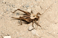 Shield-backed katydid - Aglaothorax sp.