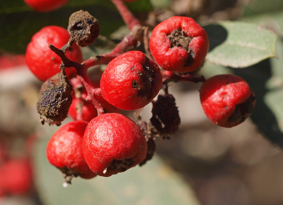 Toyon