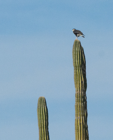 Crested Caracara - Caracara plancus